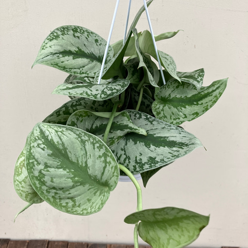 スキンダプサス＊蔓性植物＊斑入り＊吊り鉢＊観葉植物 アートフラワー
