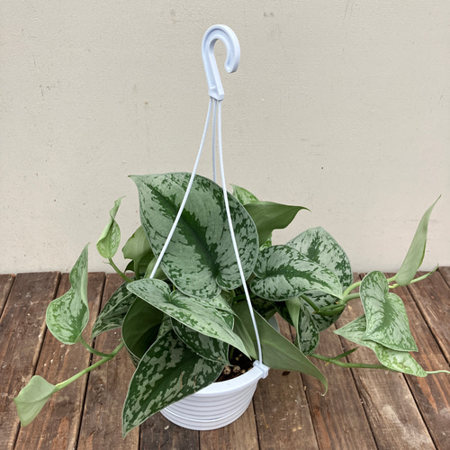 スキンダプサス＊蔓性植物＊斑入り＊吊り鉢＊観葉植物 アートフラワー