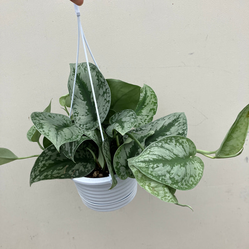 スキンダプサス＊蔓性植物＊斑入り＊吊り鉢＊観葉植物 アートフラワー