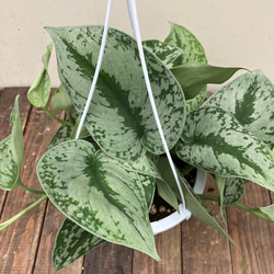 スキンダプサス・スワーナブミ 斑入り 大株　1 スキンダプサス＊蔓性植物＊斑入り＊吊り鉢＊観葉植物 アートフラワー