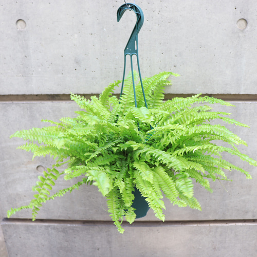 送料無料｜ネフロレピス｜ハンギング｜吊り｜観葉植物の苗｜植物の苗