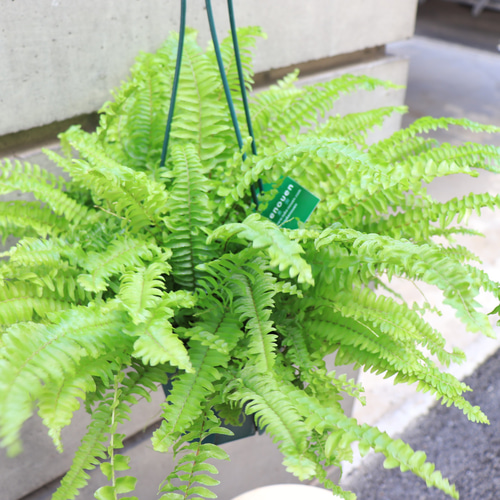 送料無料｜ネフロレピス｜ハンギング｜吊り｜観葉植物の苗｜植物の苗