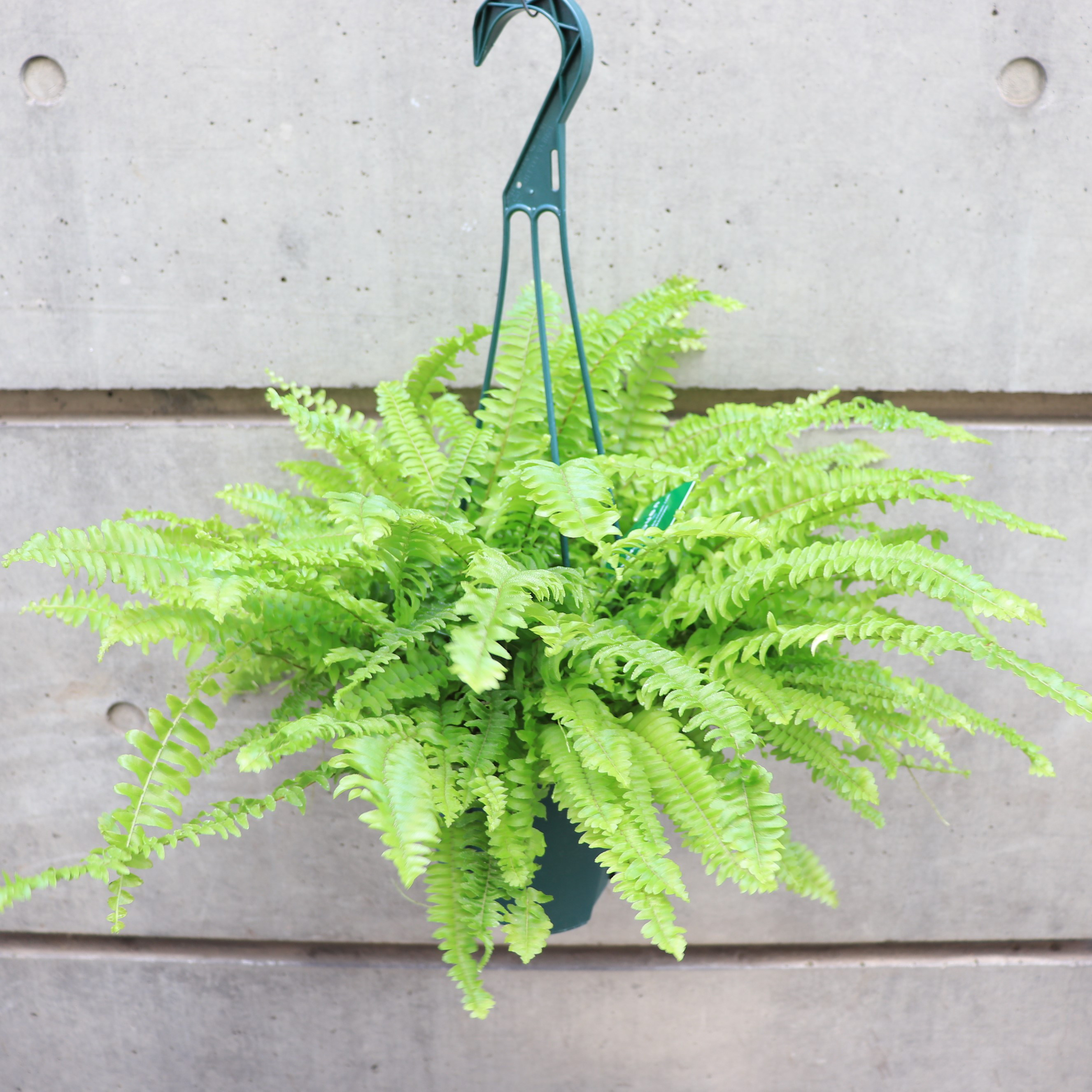 送料無料｜ネフロレピス｜ハンギング｜吊り｜観葉植物の苗｜植物の苗