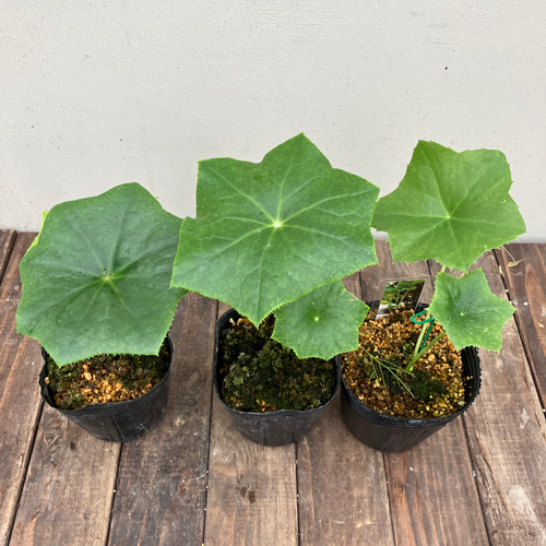 八角蓮＊珍しい植物＊山野草＊日陰の植物 アートフラワー bloom town
