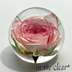 植物標本　薔薇　ピンクの縁取り　レジン　５センチ球体 5枚目の画像