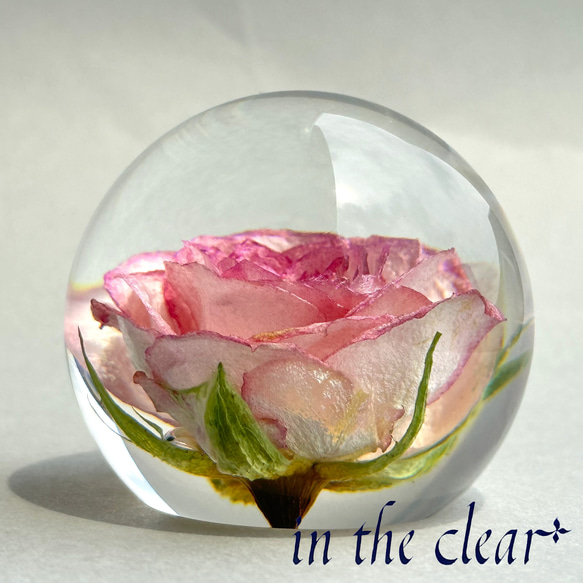 植物標本　薔薇　ピンクの縁取り　レジン　５センチ球体 2枚目の画像