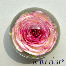 植物標本　薔薇　ピンクの縁取り　レジン　５センチ球体 3枚目の画像