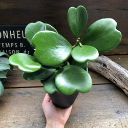 ハートホヤ♡ハートの葉っぱ♡多肉植物♡観葉植物 15枚目の画像