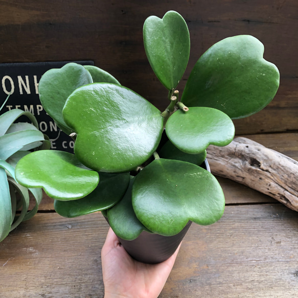 ハートホヤ♡ハートの葉っぱ♡多肉植物♡観葉植物 2枚目の画像