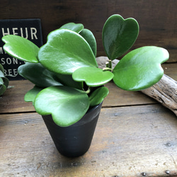 ハートホヤ♡ハートの葉っぱ♡多肉植物♡観葉植物 12枚目の画像