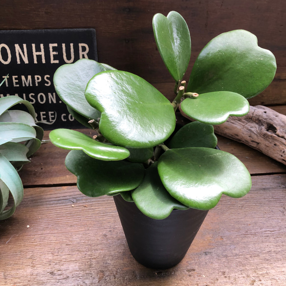 ハートホヤ♡ハートの葉っぱ♡多肉植物♡観葉植物 1枚目の画像