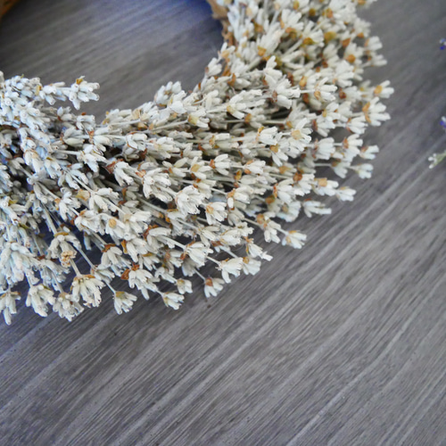 北海道富良野産ラベンダーリース ホワイトラベンダードライフラワー