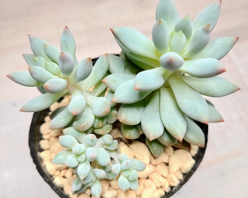 7f9d239b8048635788cfac85482fc8