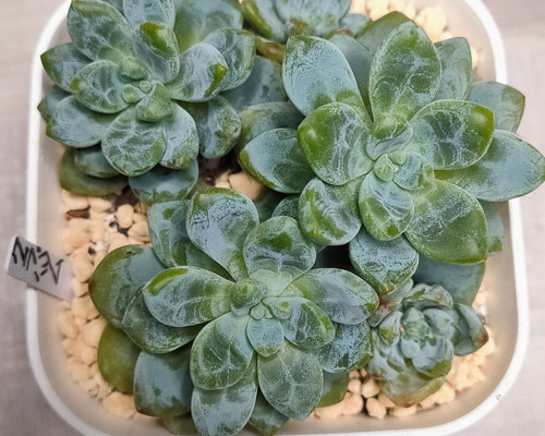 クラバツム【セダム 多肉植物 韓国苗 園芸 インテリア】 多肉植物