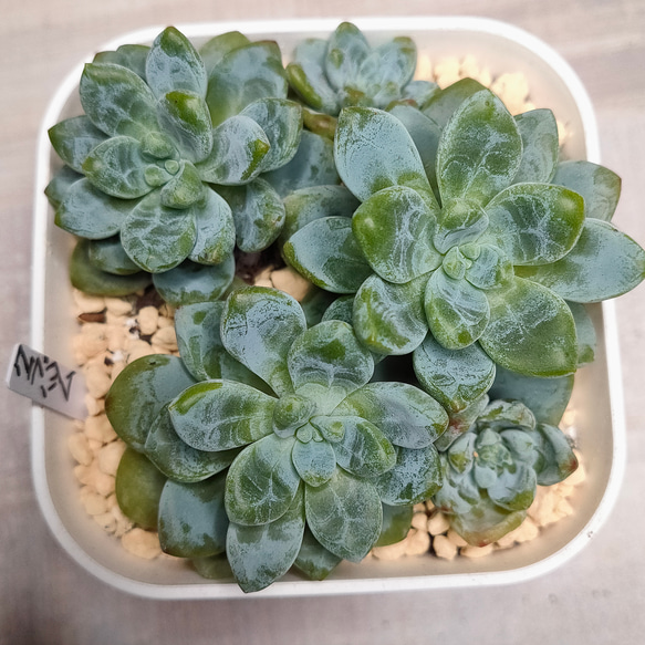 クラバツム【セダム 多肉植物 韓国苗 園芸 インテリア】 多肉植物