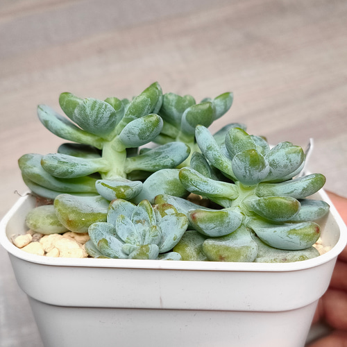 クラバツム【セダム 多肉植物 韓国苗 園芸 インテリア】 多肉植物