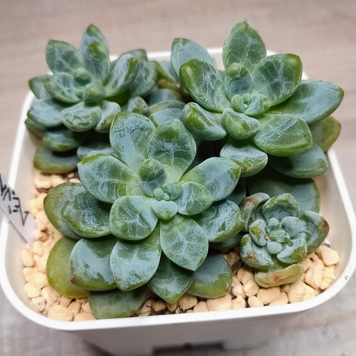 72#多肉植物❤️アエオニウム錦❤️ もみじ❤️枫葉❤️9頭15-16cm拔き苗 72#多肉植物❤️アエオニウム錦❤️ もみじ❤️枫葉❤️9頭15-16cm拔き