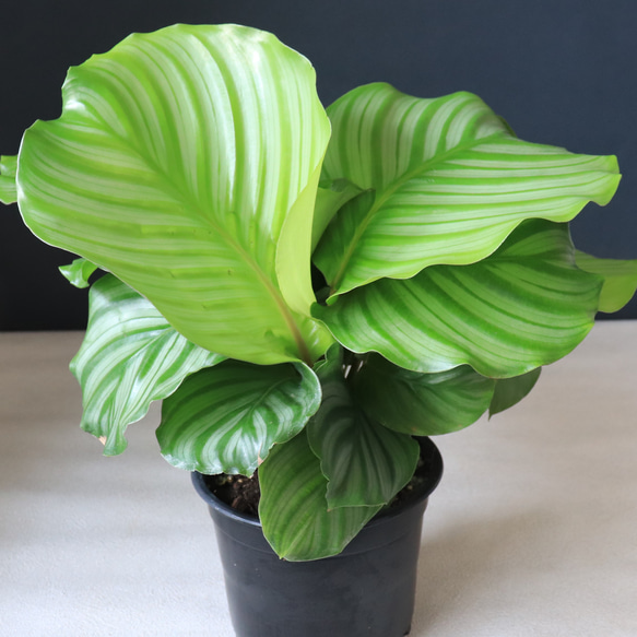 送料無料｜カラテア・オービフォリア｜オルビフォリア｜観葉植物