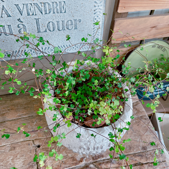 ラスト！夏SALE♡レア【スペード ワイヤープランツ】アンティーク風陶器鉢♪珍しいグリーン！ステキな観葉植物 2枚目の画像