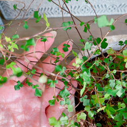 ラスト！夏SALE♡レア【スペード ワイヤープランツ】アンティーク風陶器鉢♪珍しいグリーン！ステキな観葉植物 6枚目の画像