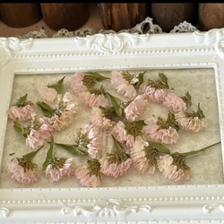 レア品種❣️ビンテージアッシュスターチス小分け❣️ハンドメイド花材ドライフラワー 1枚目の画像