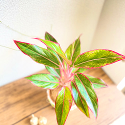 アグラオネマレッドゴールド◇観葉植物◇鉢付き◇4号◇鉢のみ販売可◇タイル鉢◇モザイクタイル◇オリジナル作品 5枚目の画像