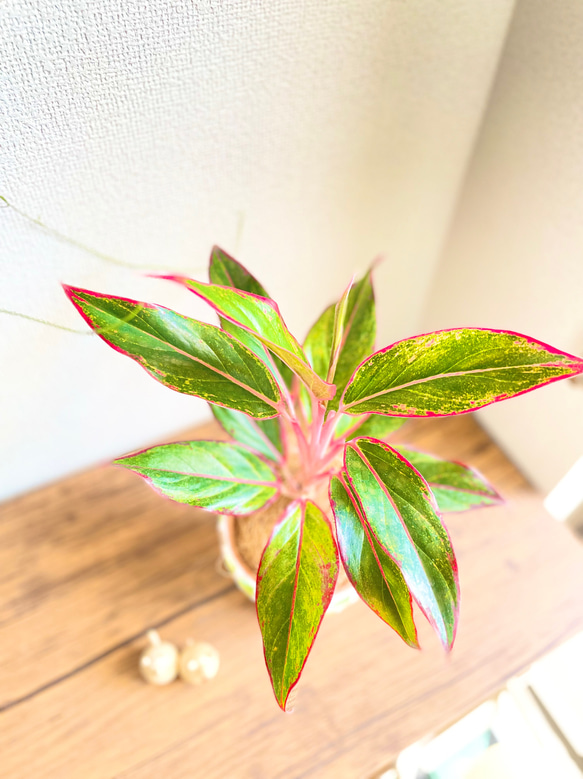 アグラオネマレッドゴールド◇観葉植物◇鉢付き◇4号◇鉢のみ販売可◇タイル鉢◇モザイクタイル◇オリジナル作品 5枚目の画像