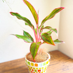 アグラオネマレッドゴールド◇観葉植物◇鉢付き◇4号◇鉢のみ販売可◇タイル鉢◇モザイクタイル◇オリジナル作品 4枚目の画像