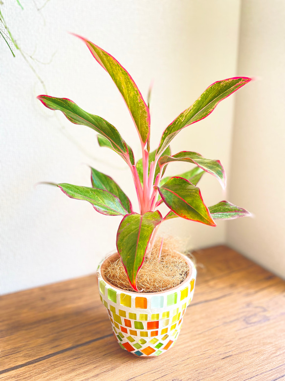 アグラオネマレッドゴールド◇観葉植物◇鉢付き◇4号◇鉢のみ販売可◇タイル鉢◇モザイクタイル◇オリジナル作品 4枚目の画像