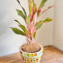 アグラオネマレッドゴールド◇観葉植物◇鉢付き◇4号◇鉢のみ販売可◇タイル鉢◇モザイクタイル◇オリジナル作品 1枚目の画像