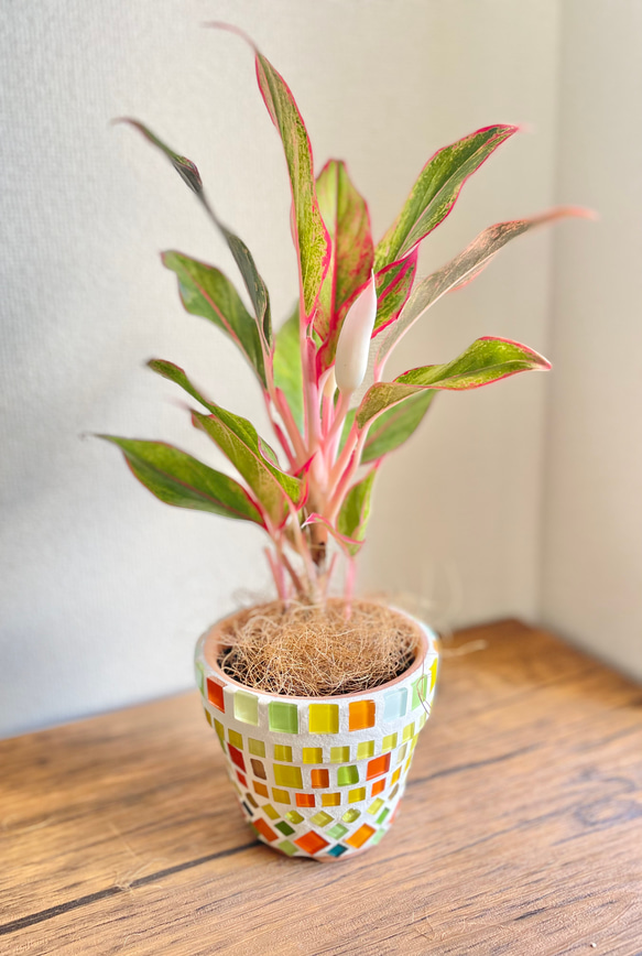 アグラオネマレッドゴールド◇観葉植物◇鉢付き◇4号◇鉢のみ販売可◇タイル鉢◇モザイクタイル◇オリジナル作品 1枚目の画像