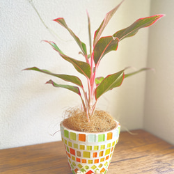 アグラオネマレッドゴールド◇観葉植物◇鉢付き◇4号◇鉢のみ販売可◇タイル鉢◇モザイクタイル◇オリジナル作品 7枚目の画像