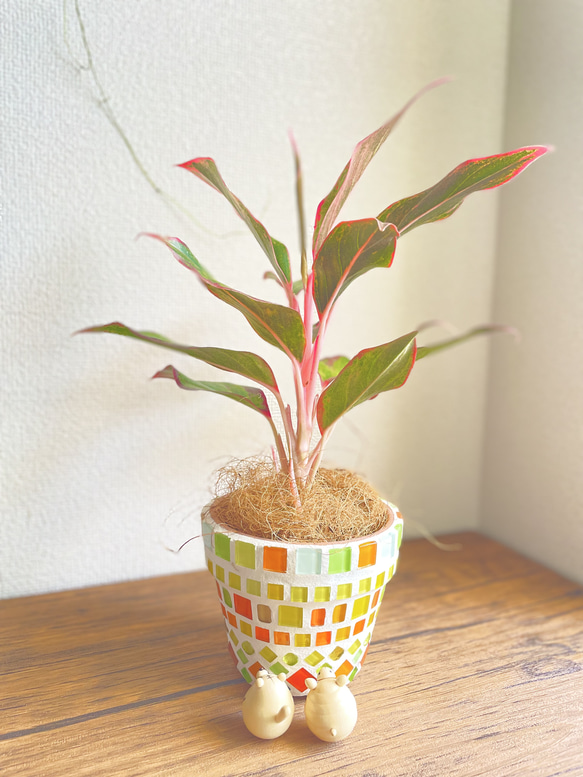 アグラオネマレッドゴールド◇観葉植物◇鉢付き◇4号◇鉢のみ販売可◇タイル鉢◇モザイクタイル◇オリジナル作品 7枚目の画像