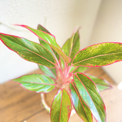 アグラオネマレッドゴールド◇観葉植物◇鉢付き◇4号◇鉢のみ販売可◇タイル鉢◇モザイクタイル◇オリジナル作品 6枚目の画像