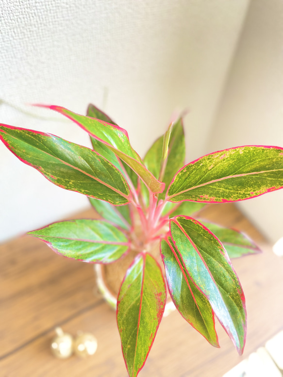 アグラオネマレッドゴールド◇観葉植物◇鉢付き◇4号◇鉢のみ販売可◇タイル鉢◇モザイクタイル◇オリジナル作品 6枚目の画像