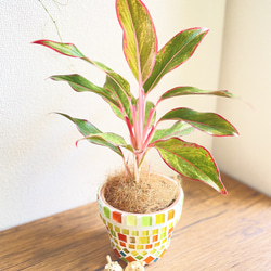 アグラオネマレッドゴールド◇観葉植物◇鉢付き◇4号◇鉢のみ販売可◇タイル鉢◇モザイクタイル◇オリジナル作品 3枚目の画像