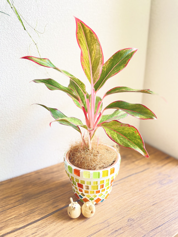 アグラオネマレッドゴールド◇観葉植物◇鉢付き◇4号◇鉢のみ販売可◇タイル鉢◇モザイクタイル◇オリジナル作品 3枚目の画像