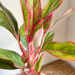 アグラオネマレッドゴールド◇観葉植物◇鉢付き◇4号◇鉢のみ販売可◇タイル鉢◇モザイクタイル◇オリジナル作品 2枚目の画像