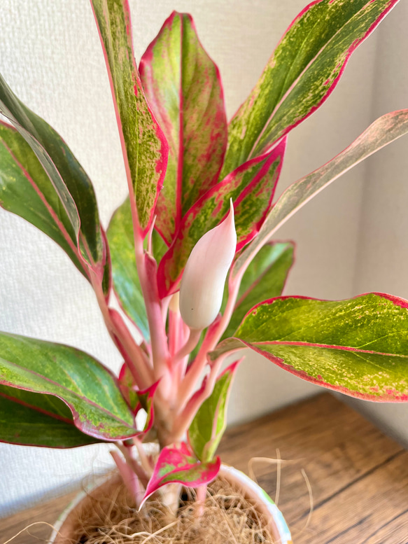 アグラオネマレッドゴールド◇観葉植物◇鉢付き◇4号◇鉢のみ販売可◇タイル鉢◇モザイクタイル◇オリジナル作品 2枚目の画像