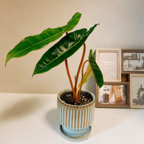 現品　フィロデンドロン　ビレッティア　ビレッタエ　ドライガーデン　インテリア フィロデンドロン ビレッティア ビレッタエ ドライガーデン インテリア