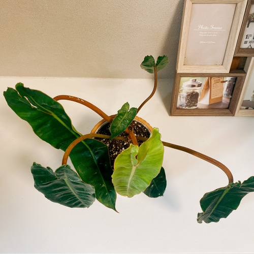 現品］【希少】フィロデンドロン ビレッタエ ビレッティア レア 観葉