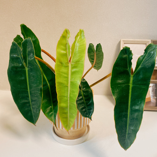 現品］【希少】フィロデンドロン ビレッタエ ビレッティア レア 観葉