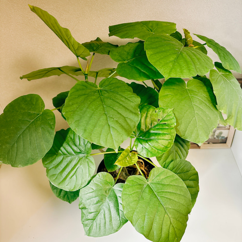 現品］フィカス ウンベラータ 根上り 観葉植物 室内 ゴムの木 おしゃれ