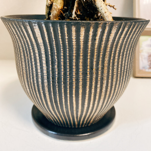 現品］フィカス ウンベラータ 根上り 観葉植物 室内 ゴムの木