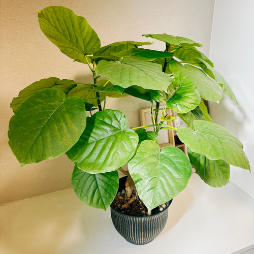 現品］フィカス ウンベラータ 根上り 観葉植物 室内 ゴムの木 おしゃれ