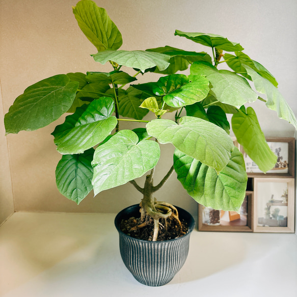 フィカス ウンベラータ ゴムの木 観葉植物 陶器鉢 おしゃれ 美品 限定 フィカス ウンベラータ ゴムの木 観葉植物 陶器鉢 おしゃれ 美品