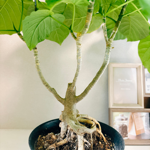 現品］フィカス ウンベラータ 根上り 観葉植物 室内 ゴムの木 おしゃれ
