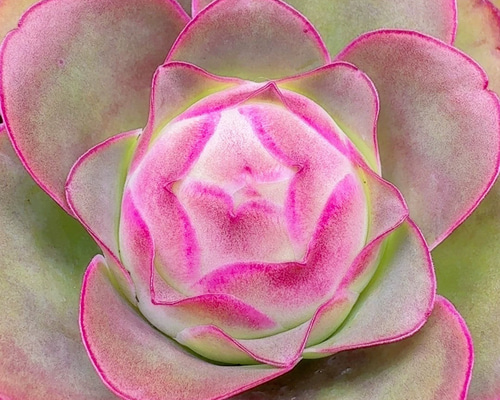 SALE❣️レア 多肉植物 グリーノビア パルマ 抜き苗 1株 多肉植物 愛