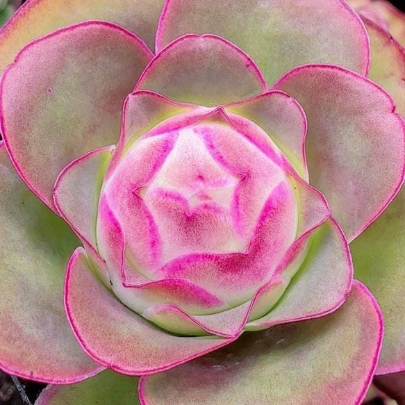 SALE❣️レア 多肉植物 グリーノビア パルマ 抜き苗 1株 多肉 SALE❣️レア 多肉植物 グリーノビア パルマ 抜き苗 1株 多肉