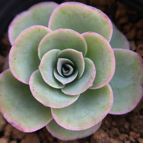 SALE❣️レア 多肉植物 グリーノビア パルマ 抜き苗 1株 多肉 SALE❣️レア 多肉植物 グリーノビア パルマ 抜き苗 1株 多肉